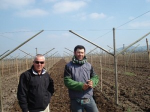Sistema de uva Chile EG oferece altos rendimentos